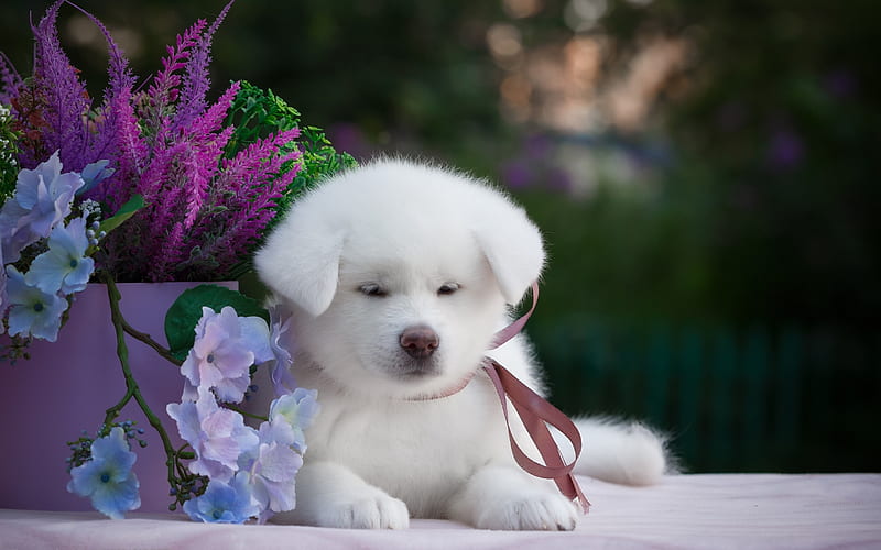 Samoyed, puppy, white dog, cute animals, furry dog, dogs, pets, Samoyed Dog, HD wallpaper