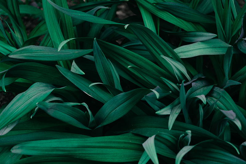 grass, macro, green, plants, HD wallpaper