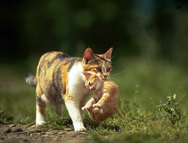 Time to go home, carry, moving, kitte, cat, mother, HD wallpaper