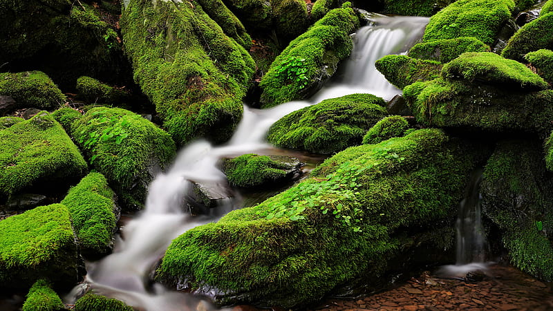 Water Stream Between Green Algae Covered Rocks In Forest Forest, HD wallpaper