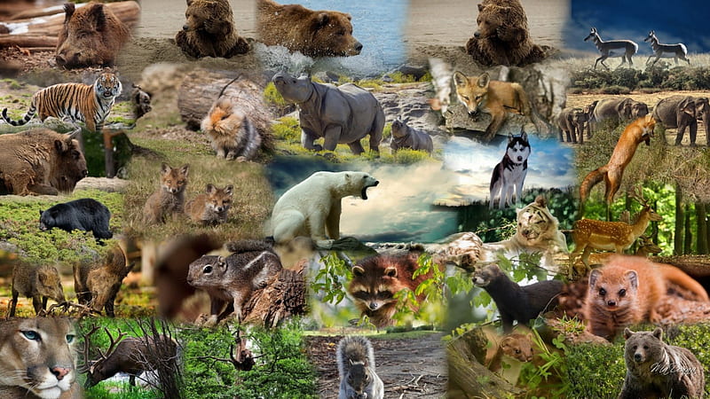 Animals of the Wild, elephants, squirrel, bison, buffalo, tigers, collage,  antelope, HD wallpaper | Peakpx