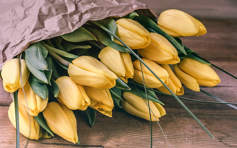 Yellow tulips, bouquet of tulips, spring, spring flowers, tulips, HD wallpaper