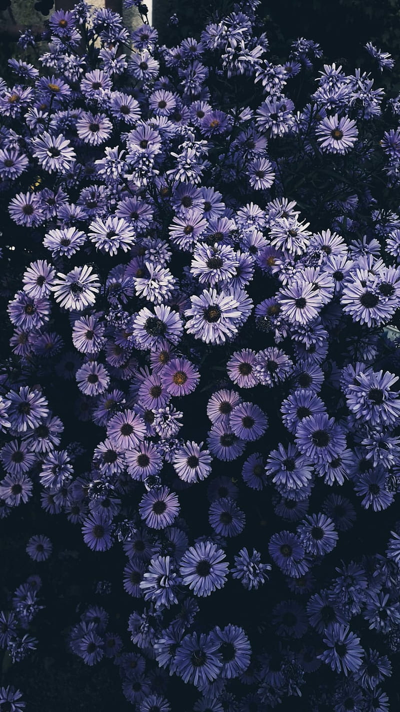 Purple dream, 2019, 19, buds, flower, flowers, leaf, whatsapp, HD phone ...
