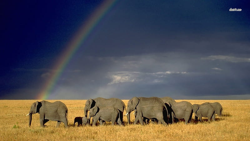 Elephants Under Rainbow 1366×768 Animal . Green Africa Youth Organization, HD wallpaper
