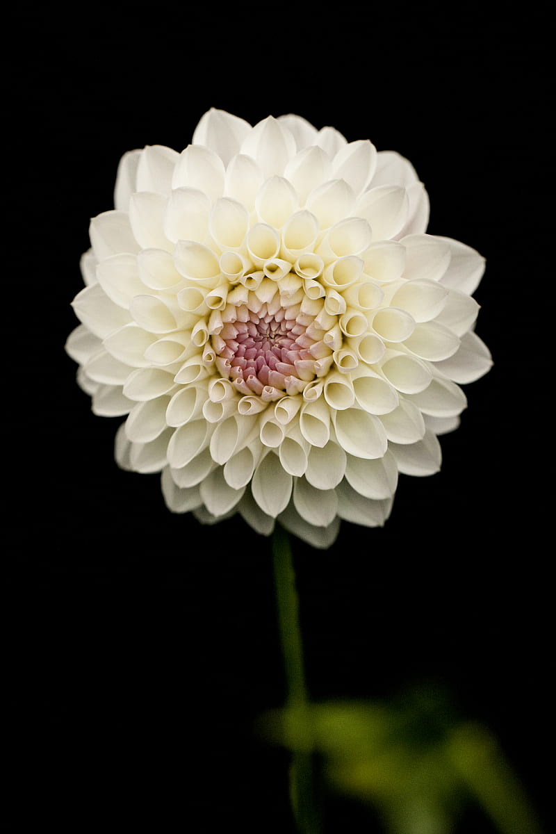 White Petaled Flower, HD phone wallpaper