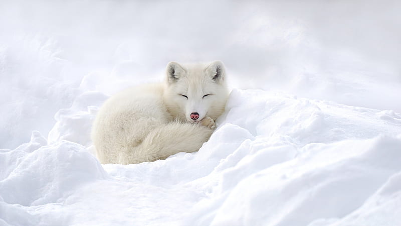 Dogs, Snow, Animal, Arctic Fox, Sleeping, HD wallpaper