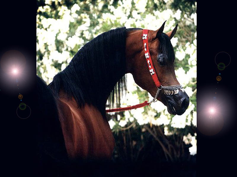 Sparkle Arabian Horse, arabians, bay arabians, nature, chestnut arabians, trees, sparkles, HD wallpaper