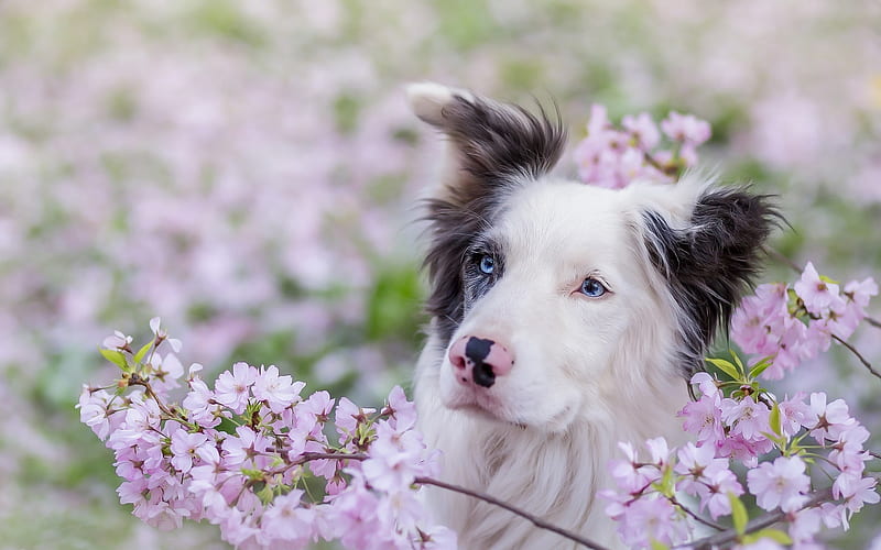 Australian Shepherd, pink flowers, bokeh, cute Aussie, blue eyes, pets, dogs, Aussie, Australian Shepherd Dog, cute animals, Aussie Dog, HD wallpaper