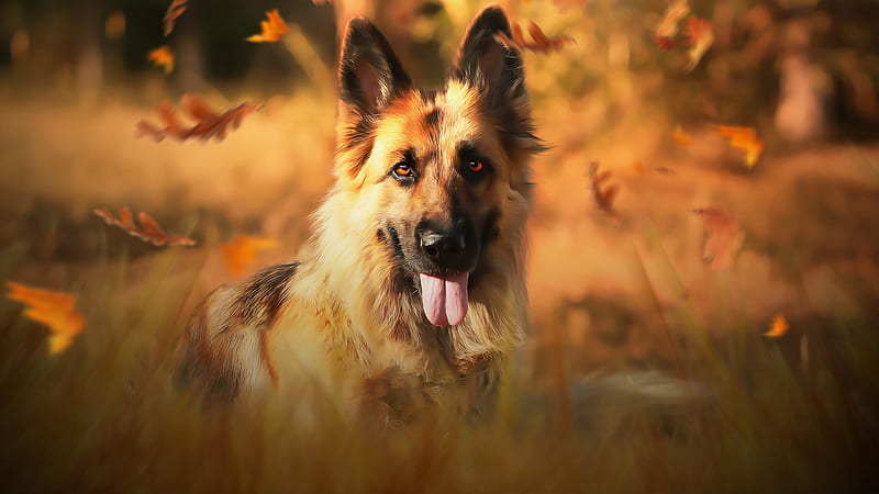 Dog German Shepherd With Tongue Out Dog, HD wallpaper | Peakpx