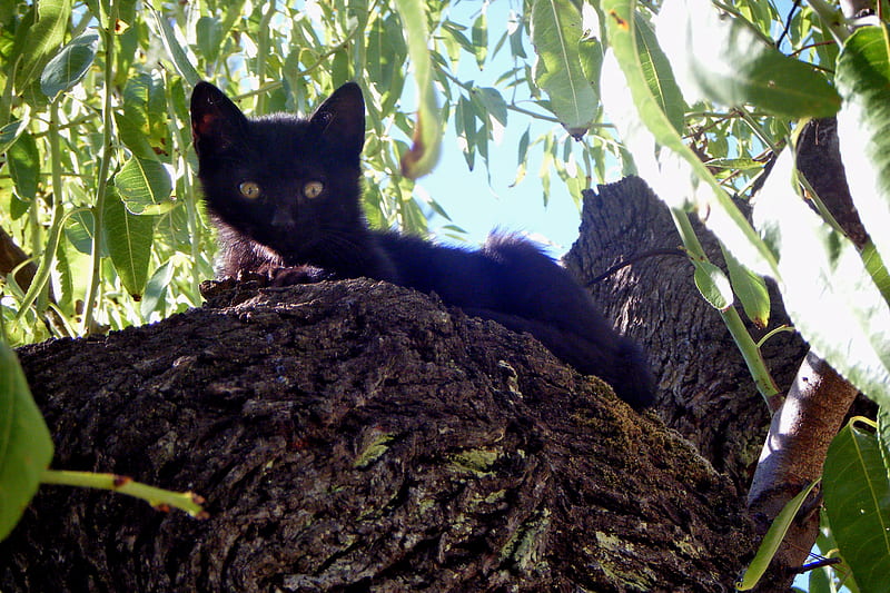 Kitty in almond-tree, almond-tree, black, cats, animals, HD wallpaper