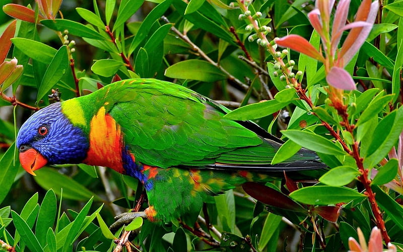 Curious Rainbow Lorikeet, lorikeet, bird, parrot, trees, animal, HD wallpaper