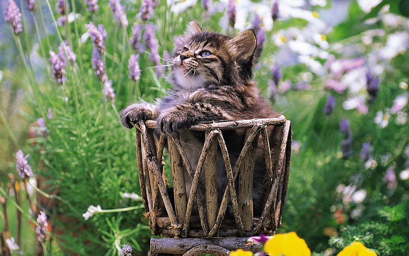 Fluffy kitten in basket Lovely Kittens, HD wallpaper