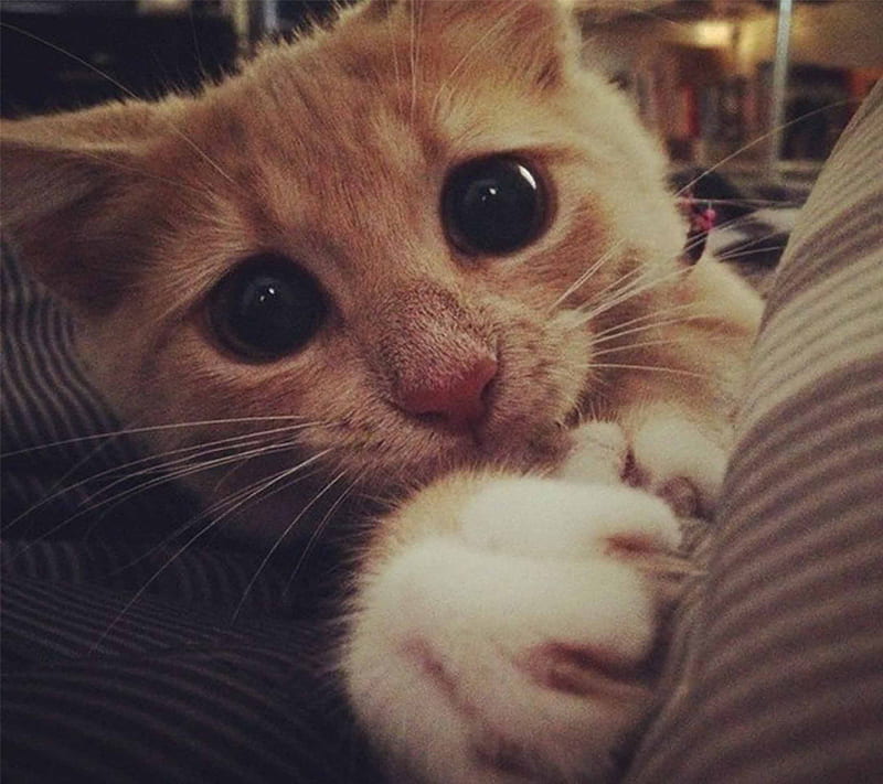 Meow, cute, kitty, HD wallpaper
