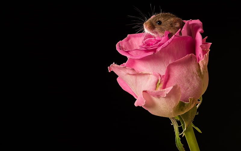 Surprise, rose, black, trandafir, animal, flower, soricle, rodent, harvest mouse, pink, HD wallpaper