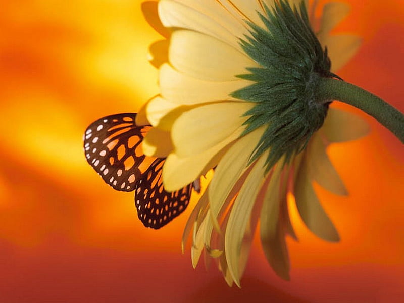 Besado por una mariposa, mariposa, vida, flor, gerbera, margarita, Fondo de  pantalla HD | Peakpx