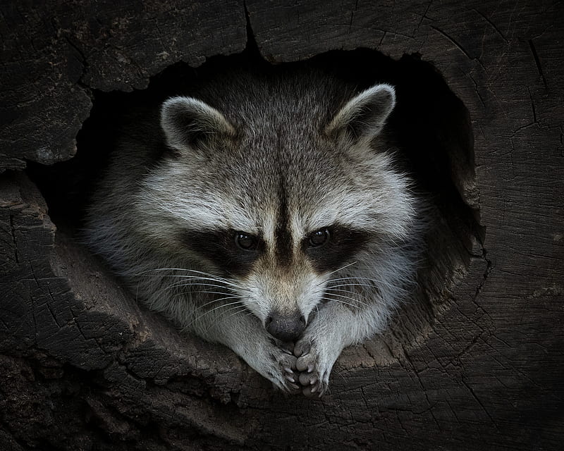 Animal, Raccoon, Wildlife, HD wallpaper