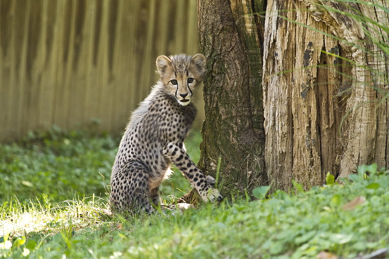 cheetah, little cat, cute, funny, HD wallpaper