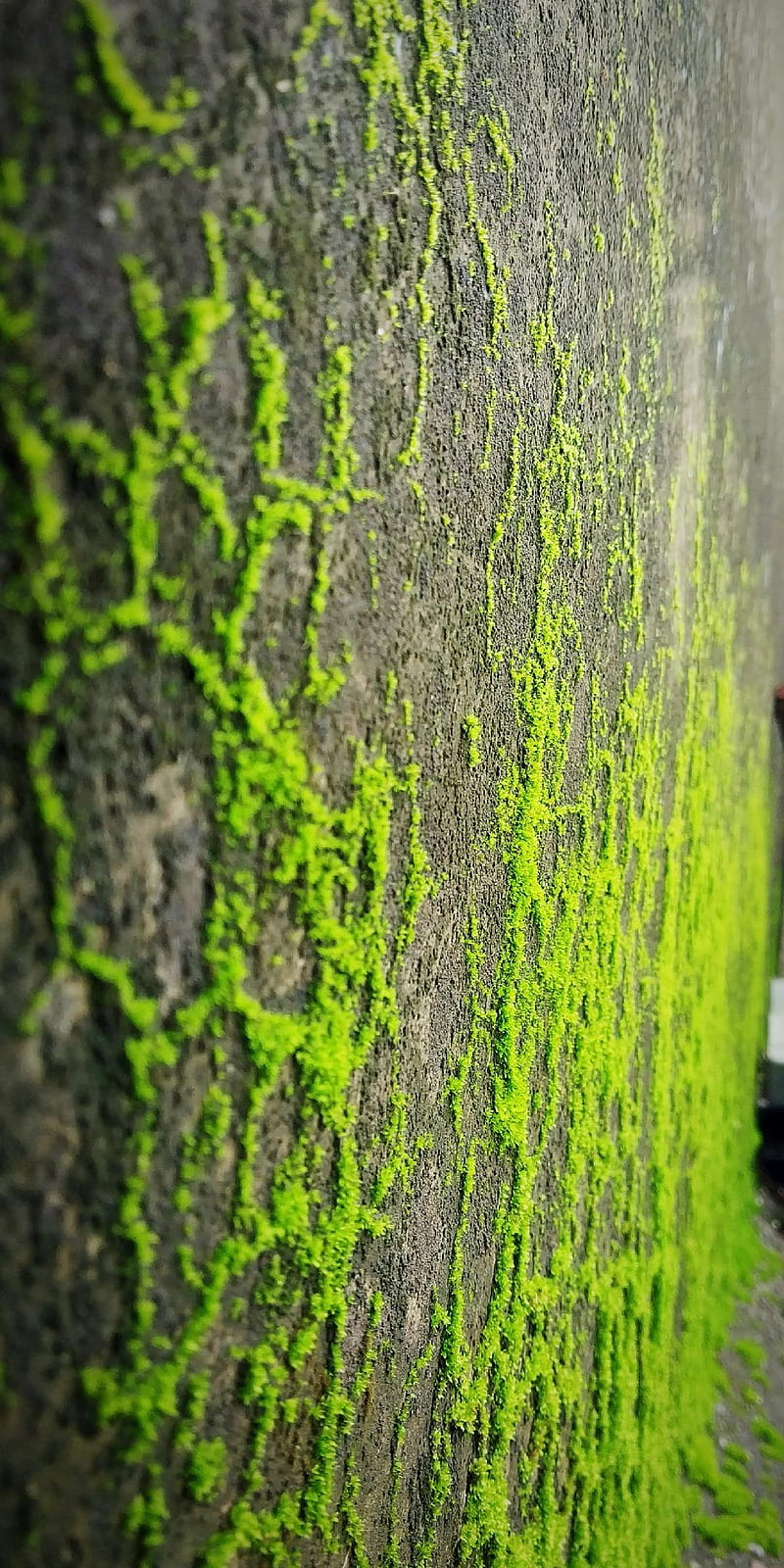 Full Nature , water, waterfall, peace, enojy, green, place, tree, HD phone wallpaper