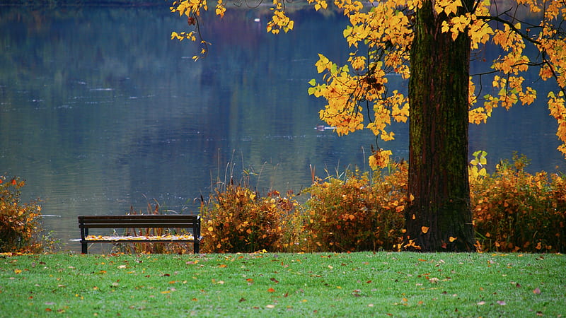 1920x1080px 1080p Free Download Alluring Nature Autumn Tree Calm