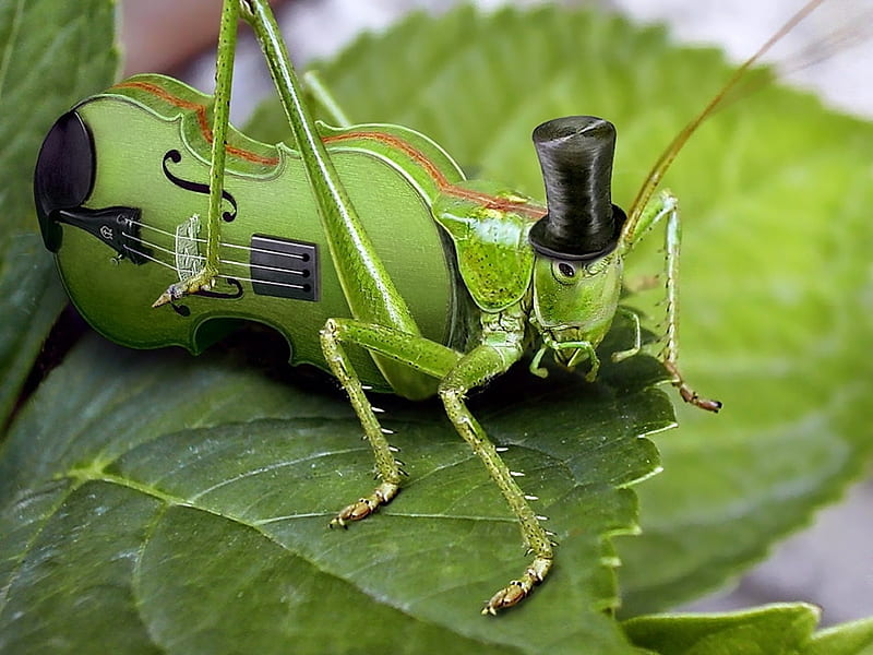melody of a grasshopper, grasshopper, violin, melody, leaf, HD wallpaper