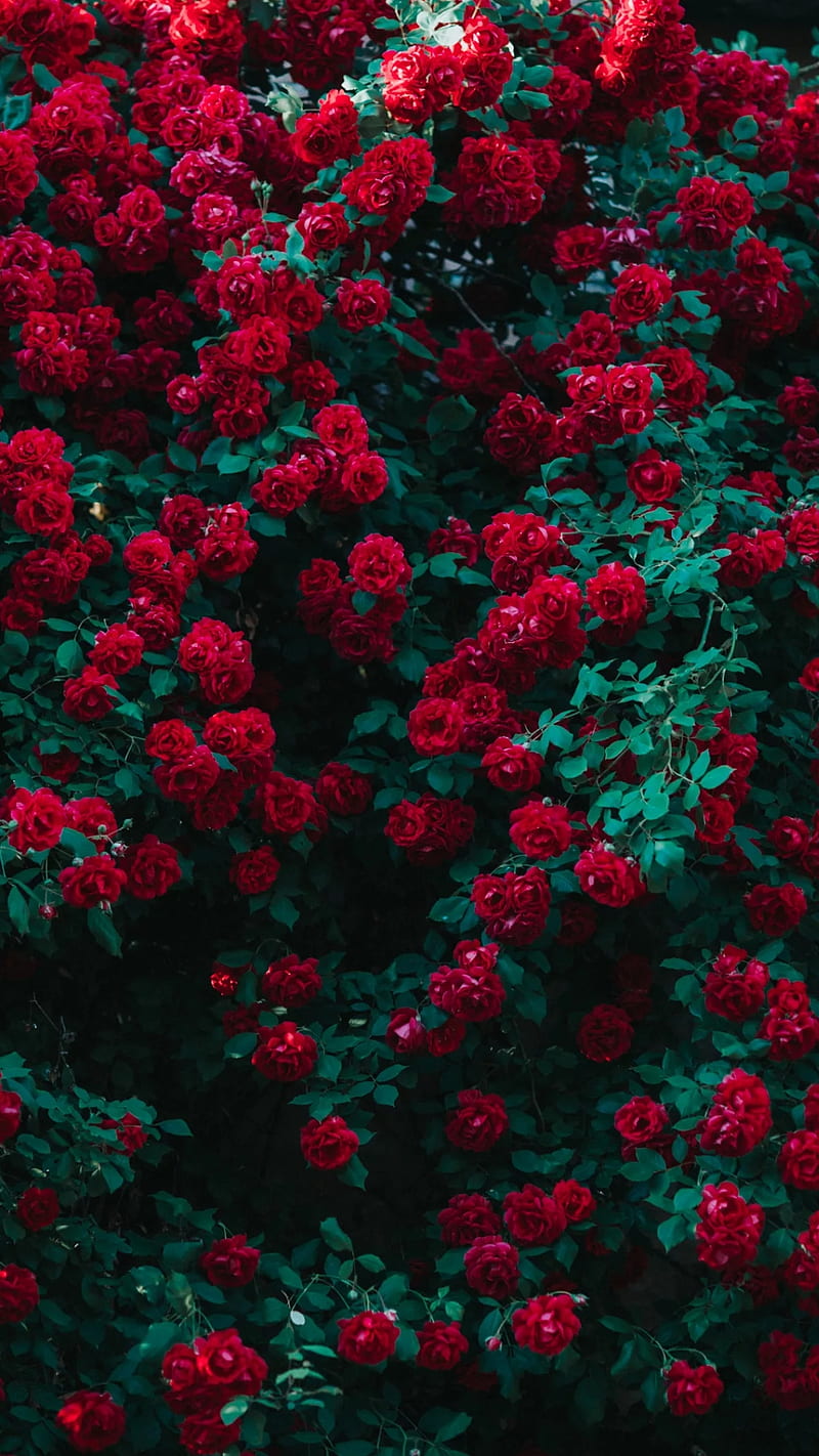 Roses, hybrid tea rose, love, red, green, HD phone wallpaper