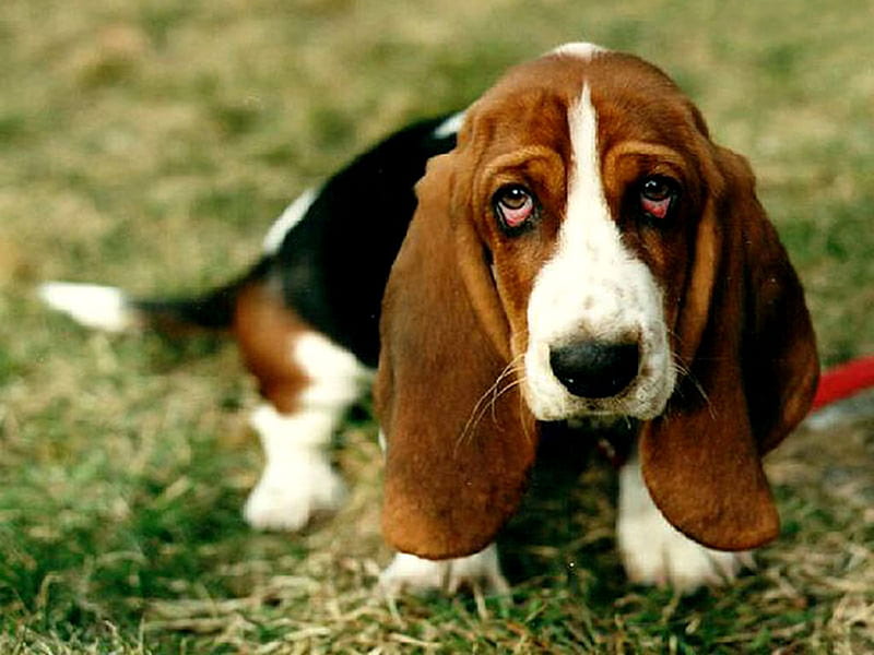 Sad puppy, pet, basset hound, grass, puppy, dog, HD wallpaper