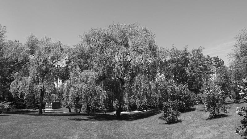 willow in black and white, tree, willow, gris, black, white, HD wallpaper