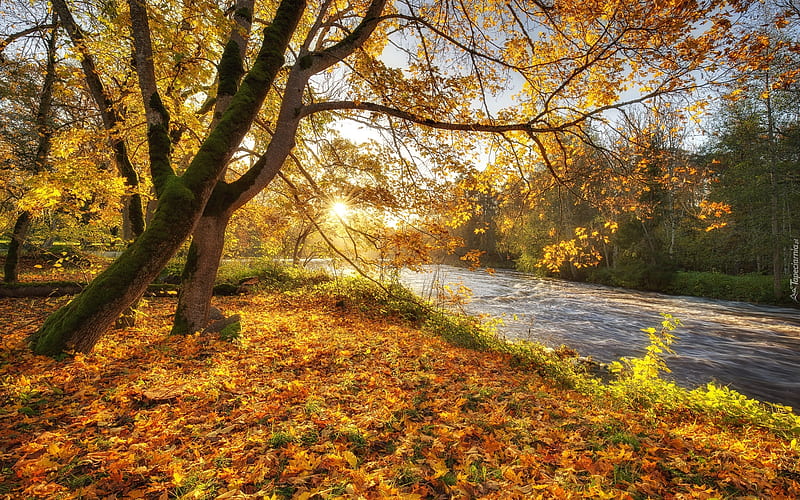 Autumn River, sunbeams, river, autumn, trees, HD wallpaper | Peakpx