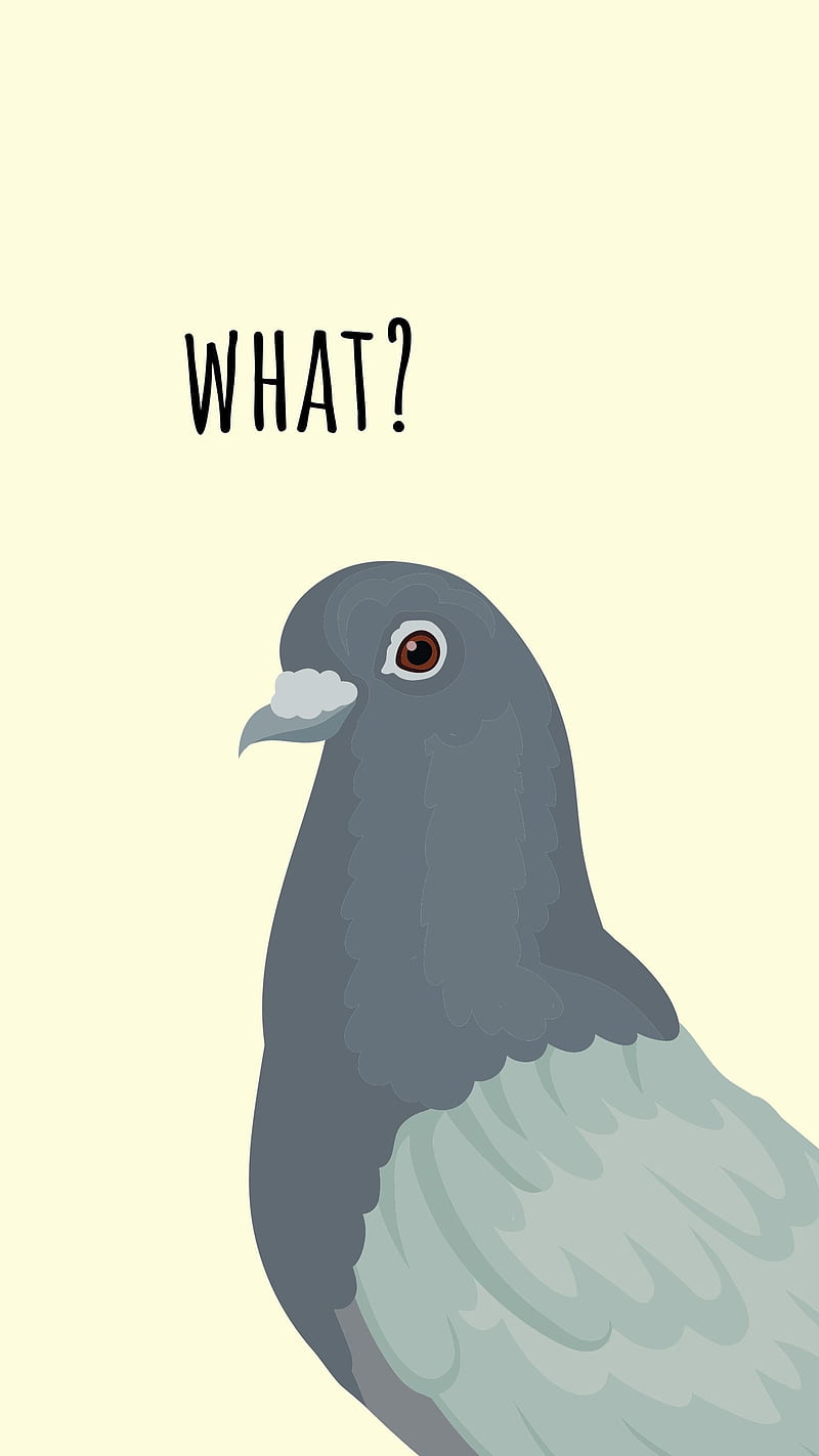 What? Funny Pigeon, aesthetic background, cartoon bird, cool artsy, funny  pigeon, HD phone wallpaper | Peakpx