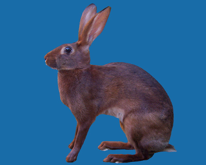 Belgian Hare, rabbit, bunny, hare, animal, HD wallpaper