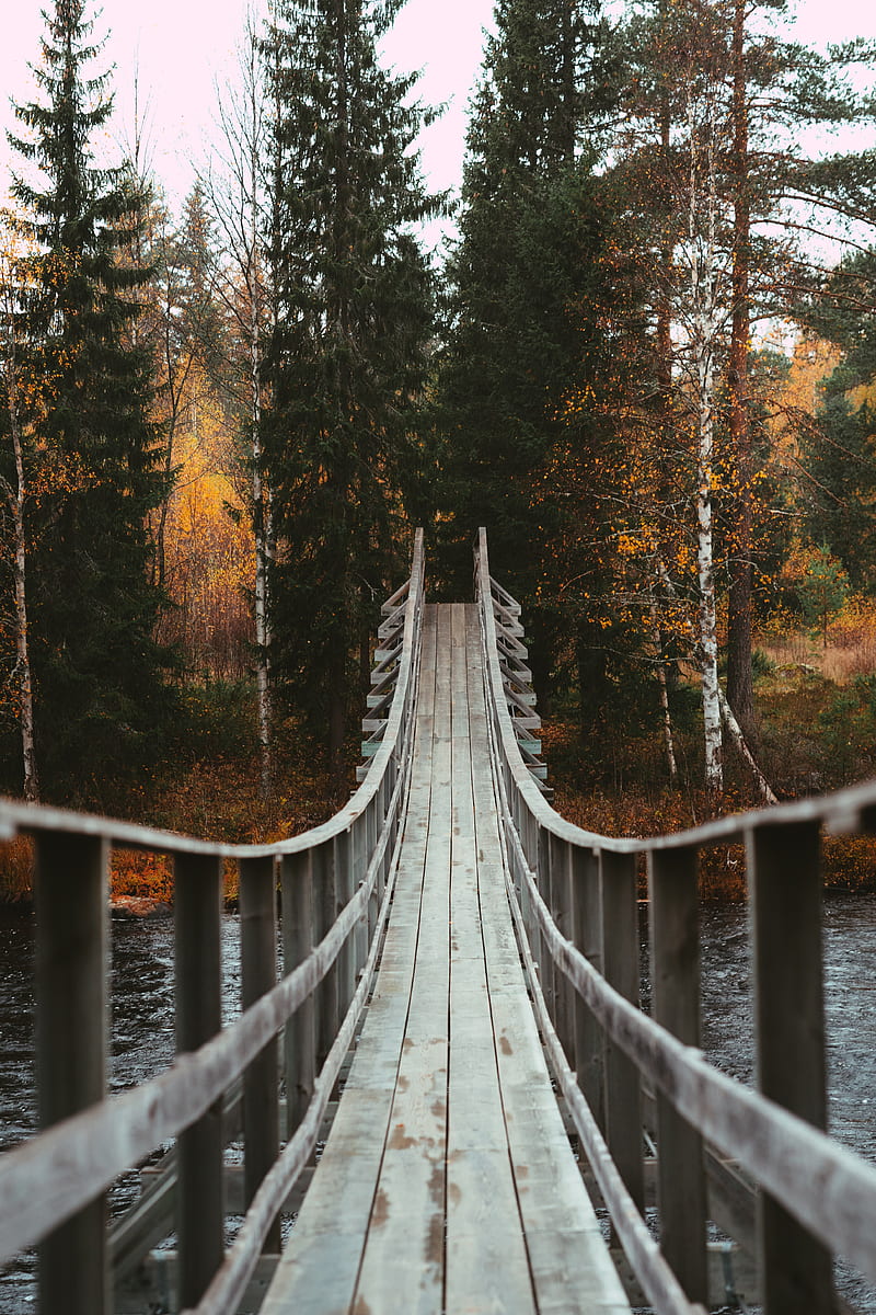 bridge, forest, trees, autumn, river, HD phone wallpaper
