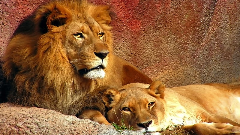 Lions Family, family, felines, cat, lions, HD wallpaper