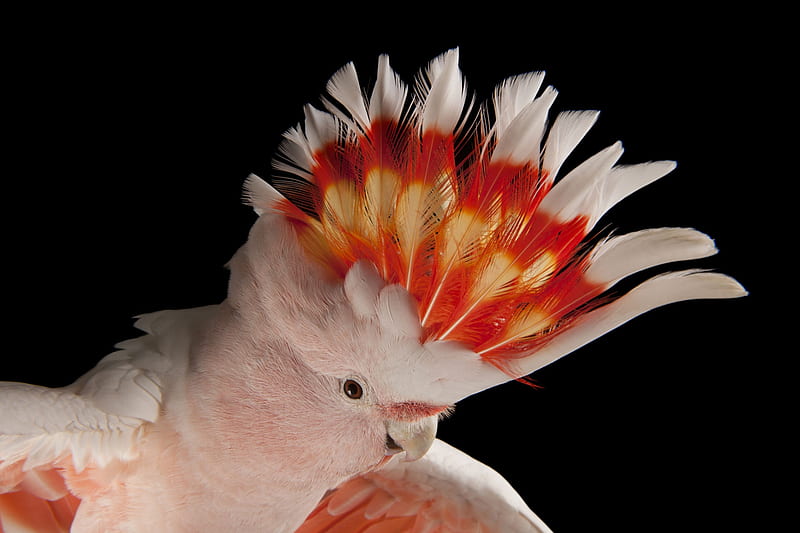 Cockatoo, red, bird, feather, papagal, black, parrot, pink, HD wallpaper