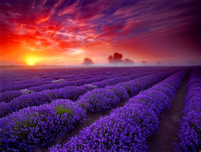 Lavender sunset, red, pretty, colorful, sun, dazzling, lavender, bonito, sunset, clouds, sundown, nice, beauty, sunrise, rows, lovely, glowing, sky, rays, summer, nature, meadow, field, HD wallpaper
