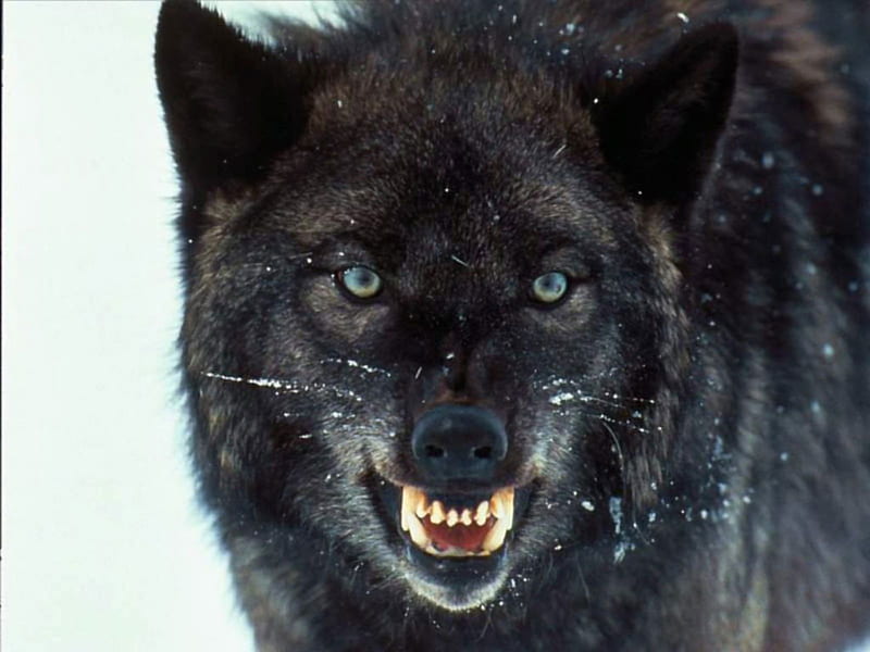 Wolf , snow, , black, wolf, snarling, HD wallpaper
