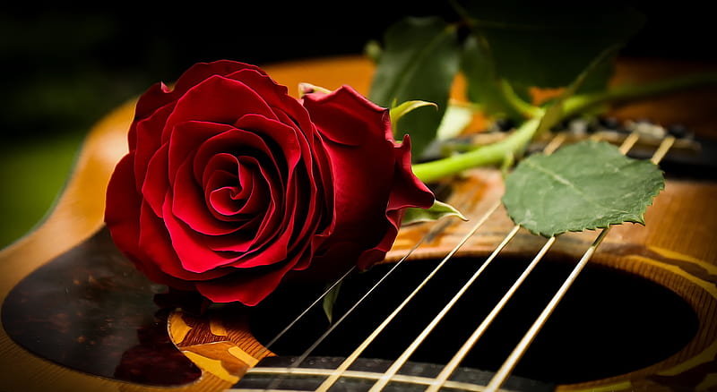 Rosa roja, guitarra, rosa, rojo, instrumento, flor, trandafir, Fondo de  pantalla HD | Peakpx