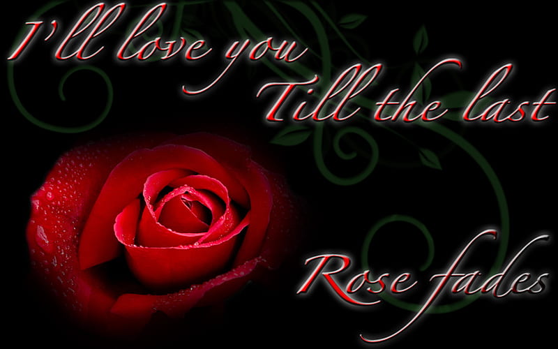 till the last rose fades, romantic, rose, love, floral, HD wallpaper