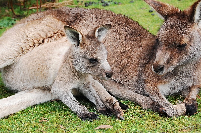 Mother Wallaby and baby in pouch, light brown coats, wallaby, grass, mother and baby, HD wallpaper