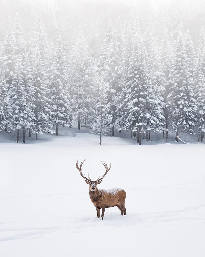Snow winter, cold, deer, lovely, snow, white, winter, zen, HD phone wallpaper