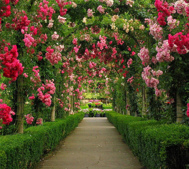 Flowers Path, garden, tunnel, HD wallpaper