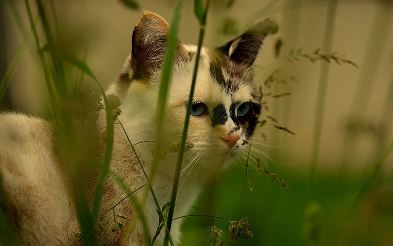cat face grass spotted-, HD wallpaper