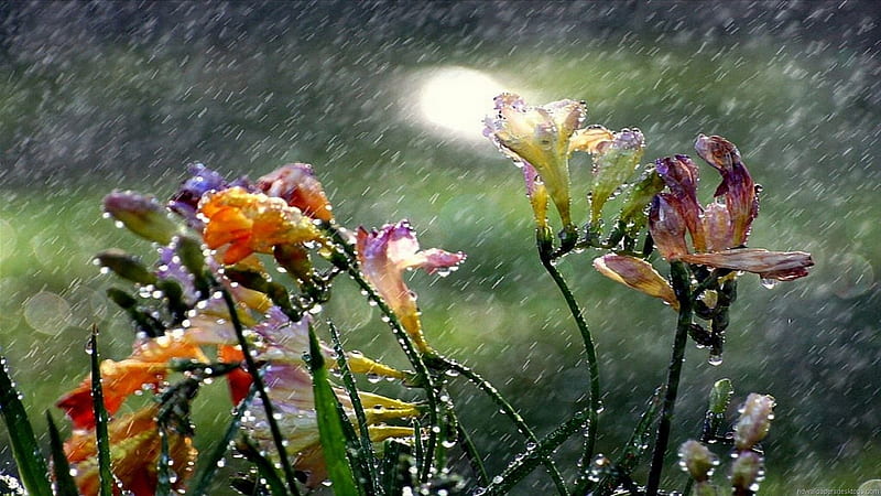 Spring Rain, spring, rain, pea, sweet, flower, HD wallpaper