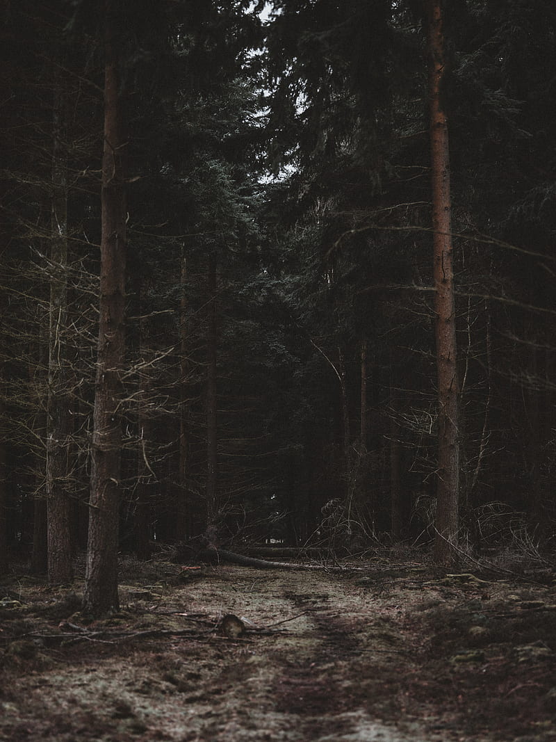 forest, trees, path, dark, HD phone wallpaper