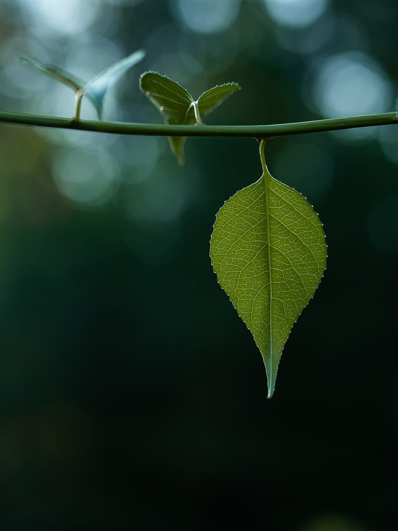 leaves, stem, green, macro, blur, bokeh, HD phone wallpaper