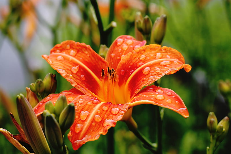 orange lily in shallow focus graphy, HD wallpaper