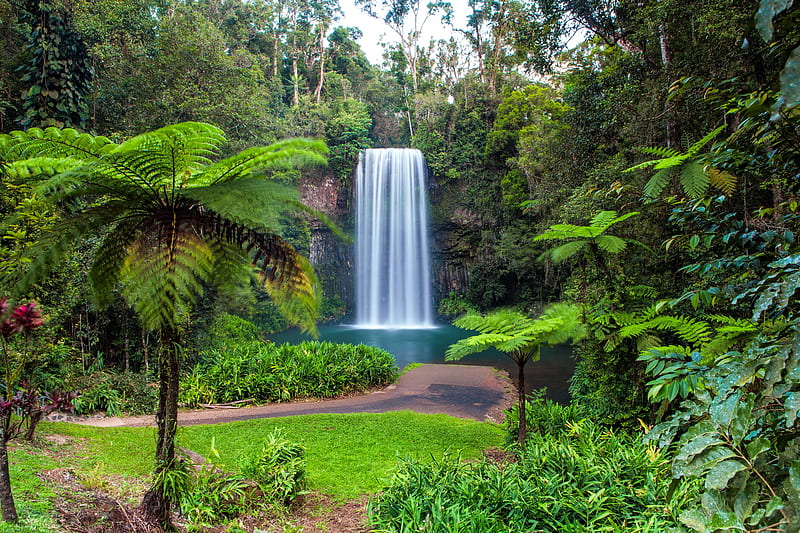 Millaa Millaa falls, forest, north, exotic, Queensland, plants, waterfall, bonito, Australia, HD wallpaper