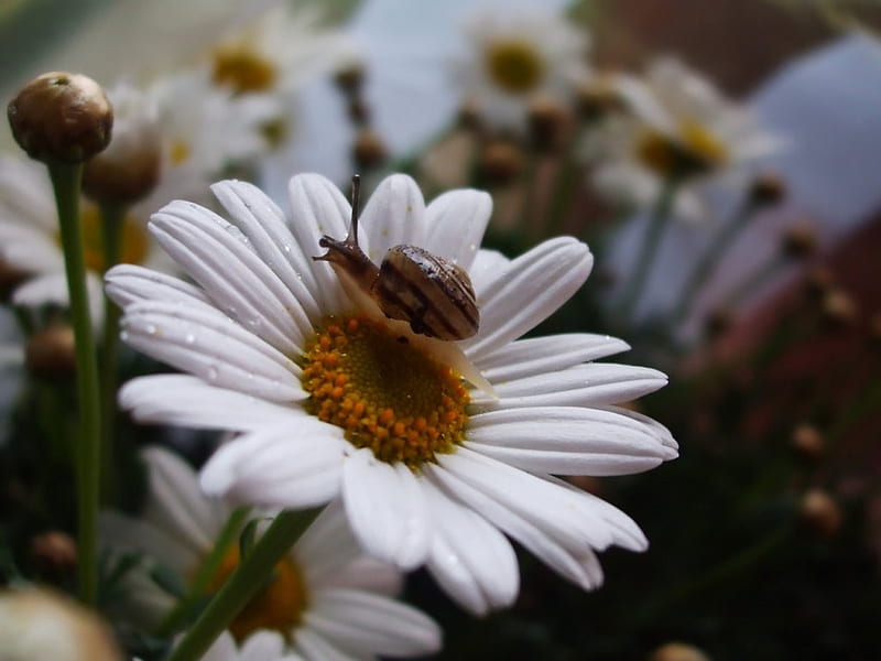 MARGARITA AND ME, daisies, critters, bugs, flowers, gardens, white, snails, HD wallpaper