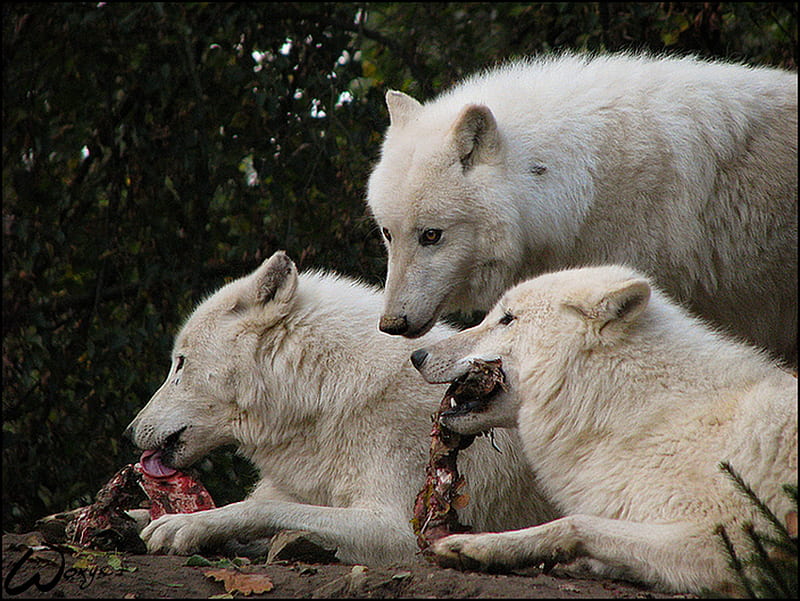 Bon appetit, snow wolf, white wolf , wolf black, feroucious wolf, howlingwolf , angry, wolf wolf , wolf, wolves, HD wallpaper