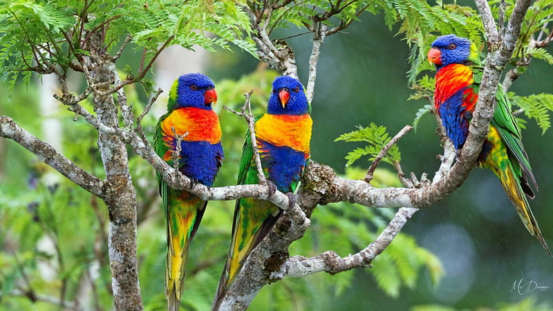 Rainbow Lorikeets, colorful, lorikeets, bright, jungle, parrots, trees, HD wallpaper