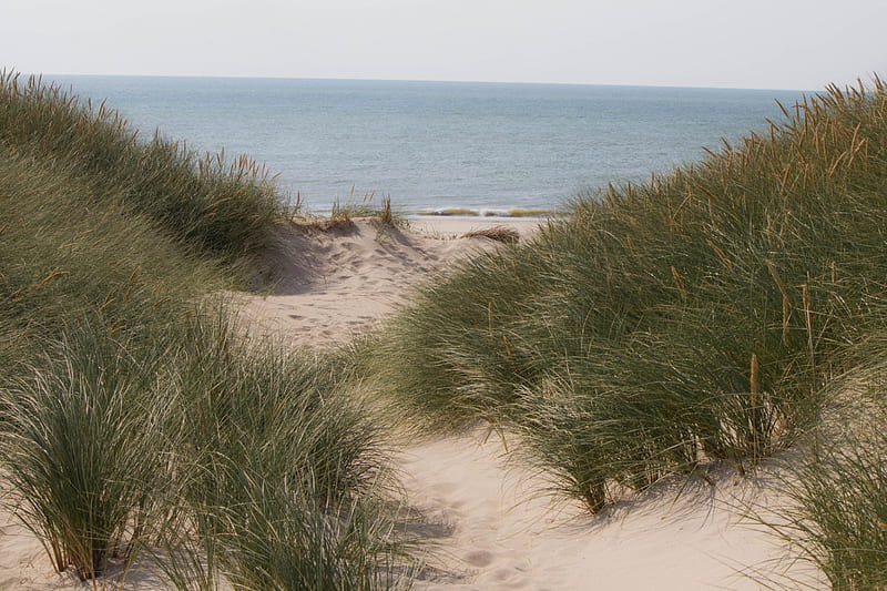 Dunes in Denmark, sun, grass, northsea, houvig, denmark, ocean, beach, North sea, sand, dunes, HD wallpaper